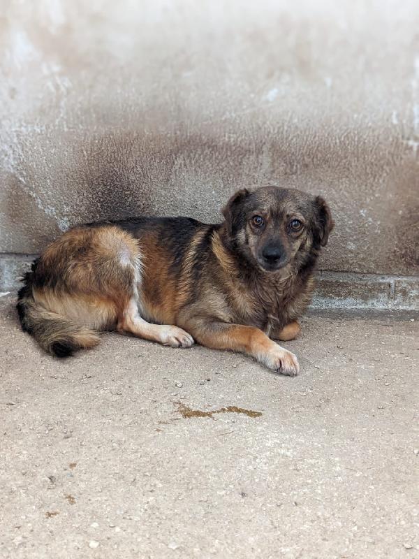Piccola - Cagnolina Di 1 Anno E Mezzo - Taglia Piccola
